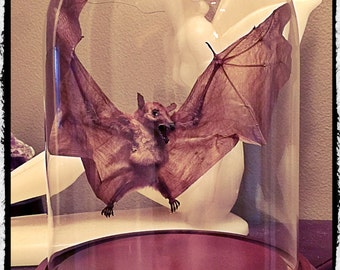 Open Winged Bat Under Dome -  Free Shipping