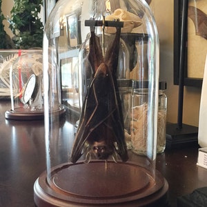 Hanging Bat In a Glass Dome Free Shipping image 2