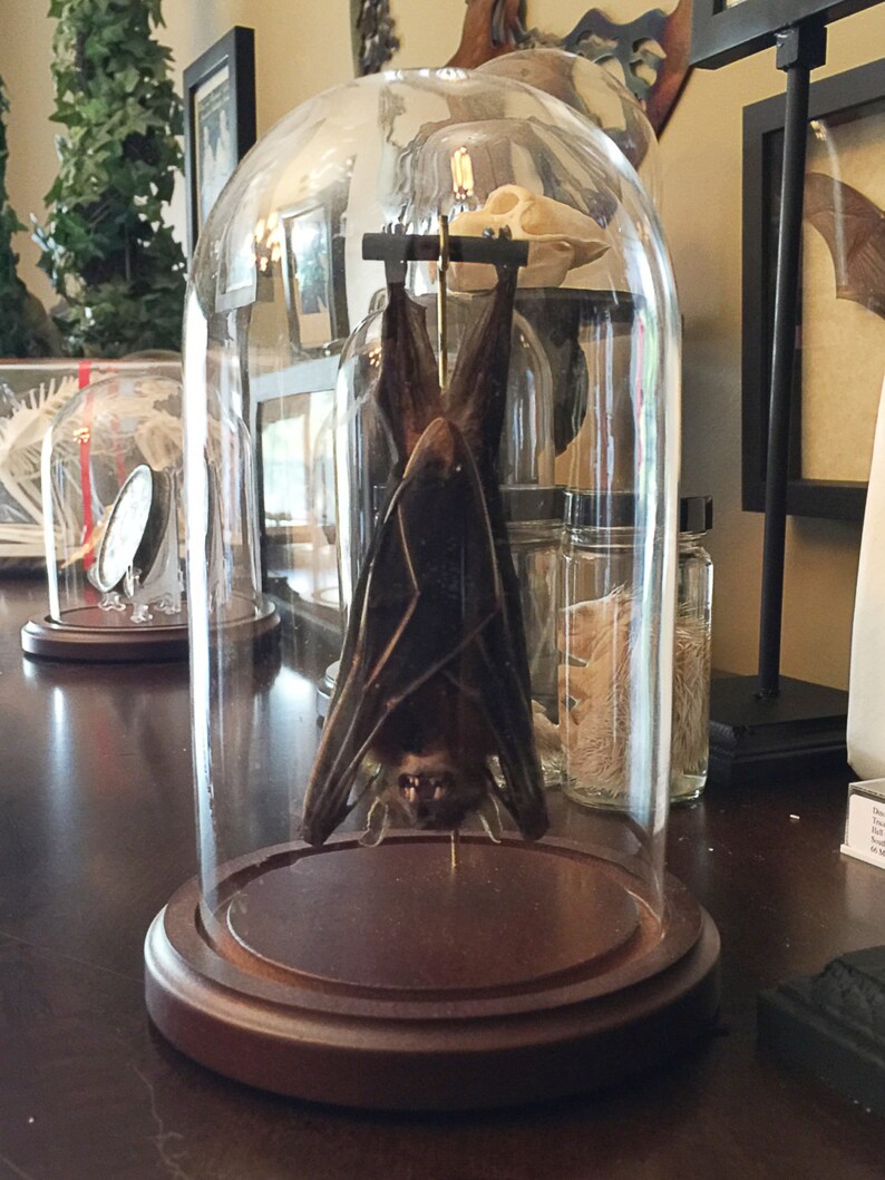 Hanging Bat In a Glass Dome Free Shipping image 2