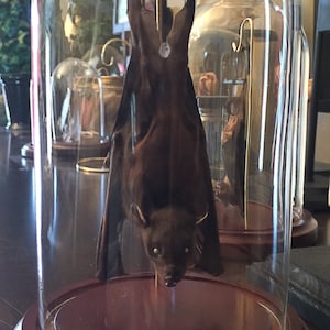 Ready to Fly Position Hanging Bat In a Glass Dome Free Shipping image 2