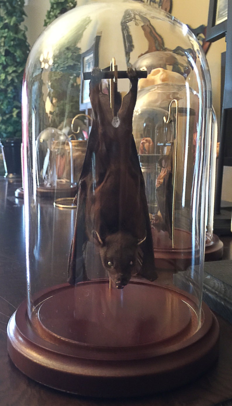 Ready to Fly Position Hanging Bat In a Glass Dome Free Shipping image 2