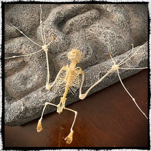 Skeleton Bat Open Wing  - Macroglossus Minimus