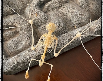 Skeleton Bat Open Wing  - Macroglossus Minimus