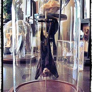 Medium Hanging Bat In a Glass Dome