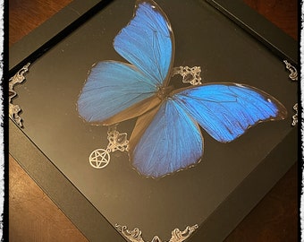 Preserved  Blue Morpho Butterfly framed Art Piece