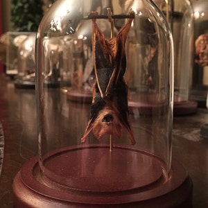 Small Hanging Bat In a Glass Dome Free Shipping image 2
