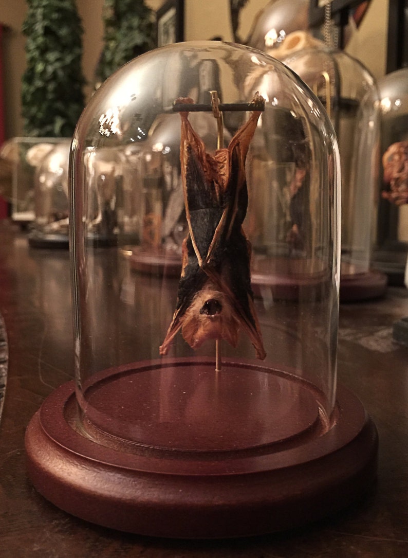 Small Hanging Bat In a Glass Dome Free Shipping image 2