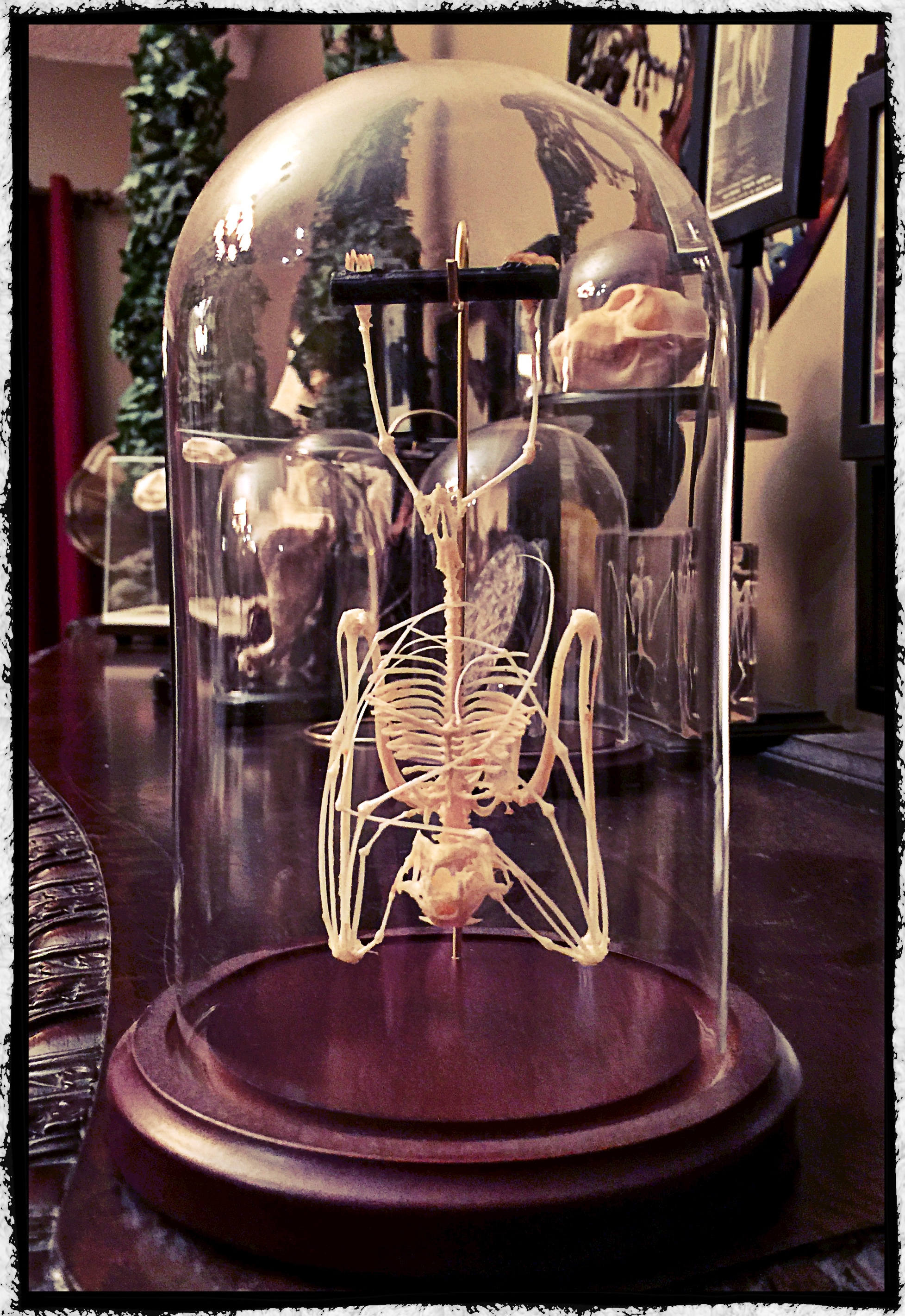 Hanging Bat Skeleton In a Glass Dome -  Free Shipping