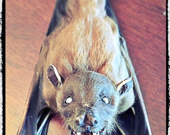 Hanging Bat - "Ready to Fly Position" looking backward - Cynopterus brachyotis
