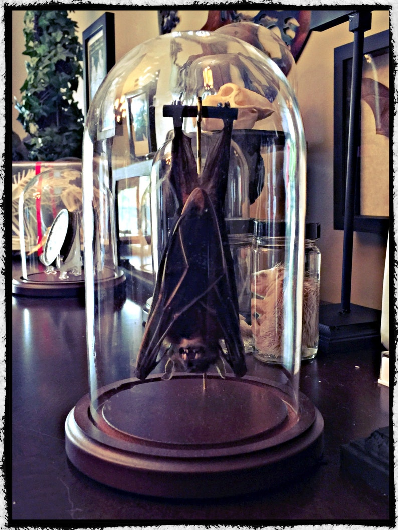 Hanging Bat In a Glass Dome Free Shipping image 1