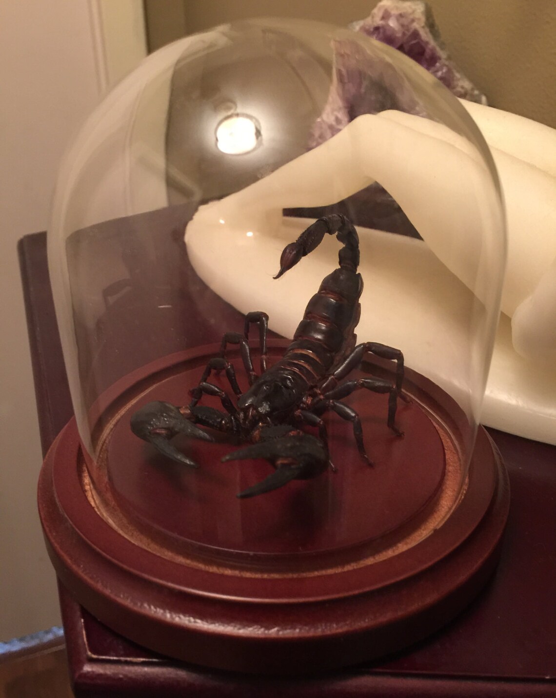 Preserved Scorpion attack Pose in Glass Dome Etsy
