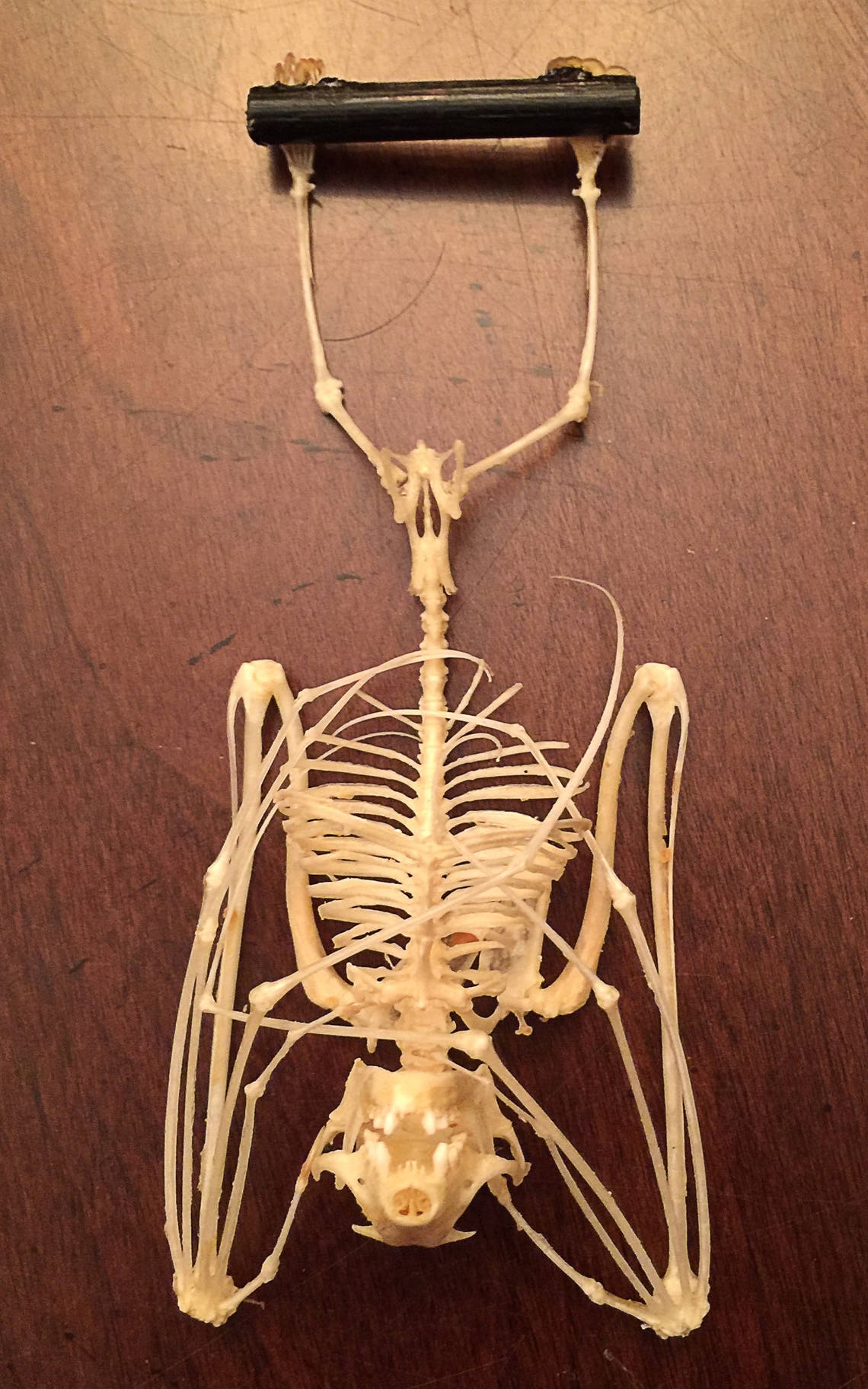 Hanging Bat Skeleton in a Glass Dome Free Shipping Etsy