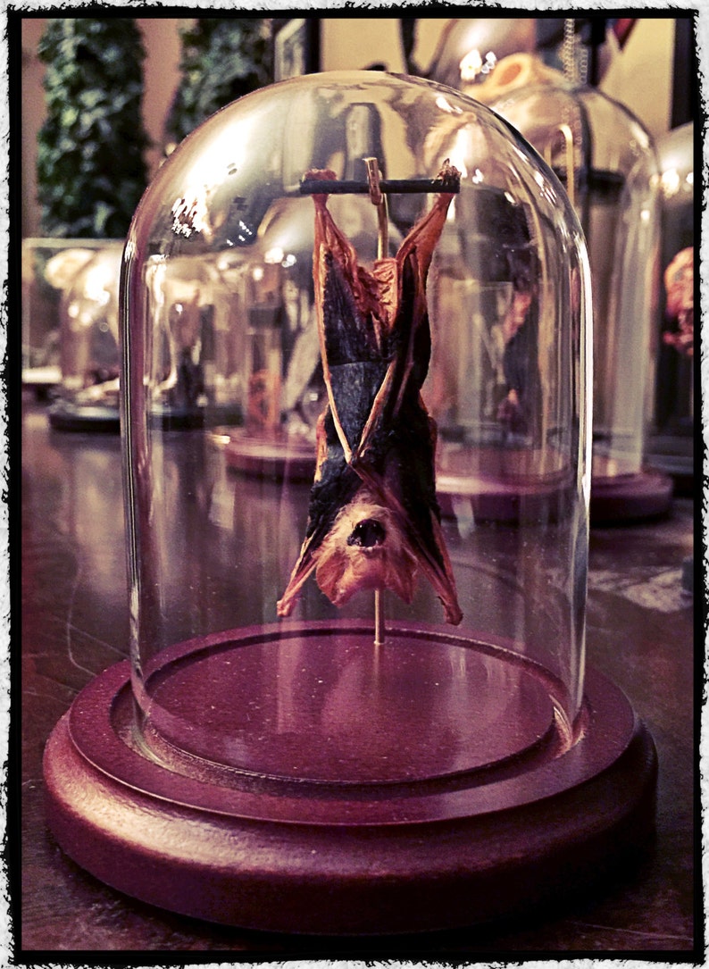Small Hanging Bat In a Glass Dome Free Shipping image 1