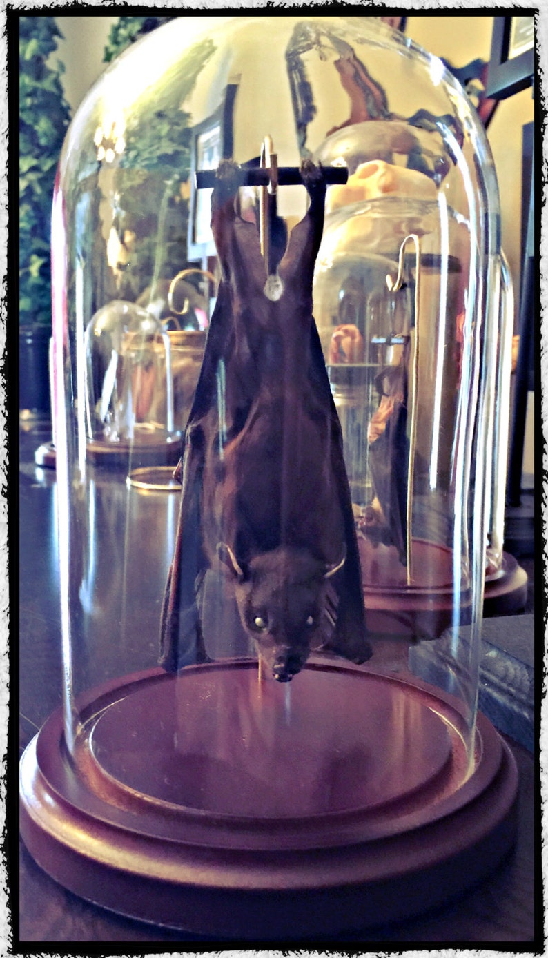 Ready to Fly Position Hanging Bat In a Glass Dome Free Shipping image 1