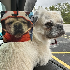 May include: A white dog with a gray muzzle and brown eyes is looking to the right. The dog is sitting in a car and there is a car air freshener hanging from the rearview mirror. The air freshener is a picture of a pug wearing a red and orange sweater.