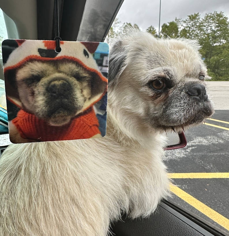 May include: A white dog with a gray muzzle and brown eyes is looking to the right. The dog is sitting in a car and there is a car air freshener hanging from the rearview mirror. The air freshener is a picture of a pug wearing a red and orange sweater.