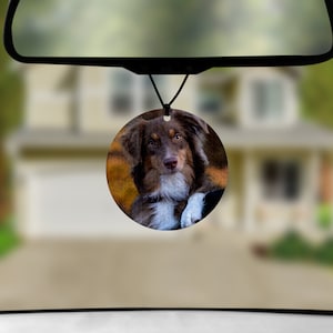 May include: A round car air freshener with a photo of a brown and white Australian Shepherd dog looking at the camera. The dog is sitting with its front paws crossed and its head tilted.