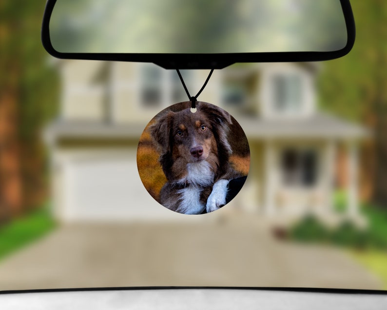 May include: A round car air freshener with a photo of a brown and white Australian Shepherd dog looking at the camera. The dog is sitting with its front paws crossed and its head tilted.