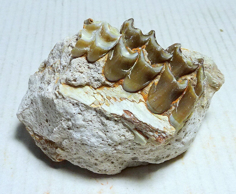 Fossil OREODONT Jaw Section with Teeth; South Dakota