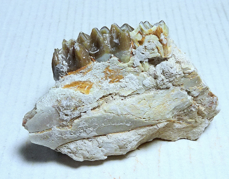 Fossil OREODONT Jaw Section with Teeth; South Dakota