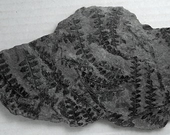 Corynepteris coralloides; Fossil Fern; Poland