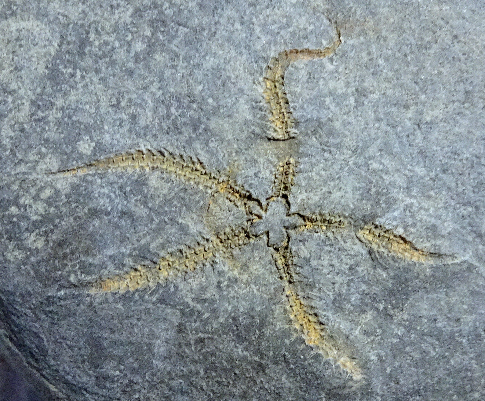 Brittle Star Fossil Ophiura Morocco 2 Starfish Etsy