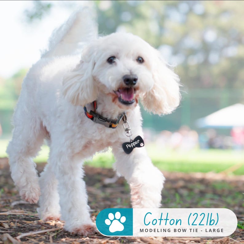 May include: A white poodle dog wearing a black collar with a bone-shaped tag that says "Pepper" is running through a grassy area. The dog is wearing a blue and white bow tie. The text "Cotton (22lb) Modeling Bow Tie - Large" is at the bottom of the image.