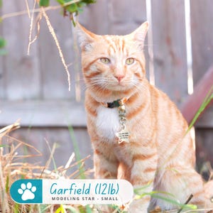 May include: A close-up of a ginger tabby cat with green eyes, wearing a black and green collar with a silver star-shaped tag. The cat is sitting on a bed of dry grass and has a white patch on its chest. The text "Garfield (12lb) MODELING STAR - SMALL" is visible in the bottom left corner of the image.