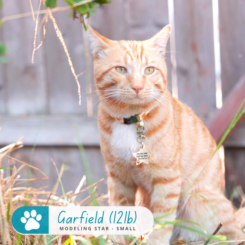 May include: A close-up of a ginger tabby cat with green eyes, wearing a black and green collar with a silver star-shaped tag. The cat is sitting on a bed of dry grass and has a white patch on its chest. The text "Garfield (12lb) MODELING STAR - SMALL" is visible in the bottom left corner of the image.