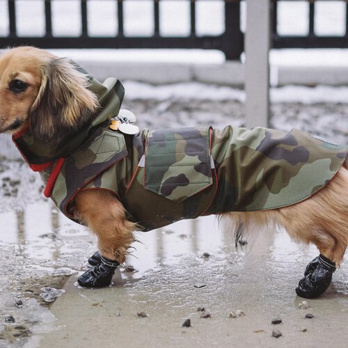 Dachshund Winter Dog Coat With Underbelly Protection Custom Etsy