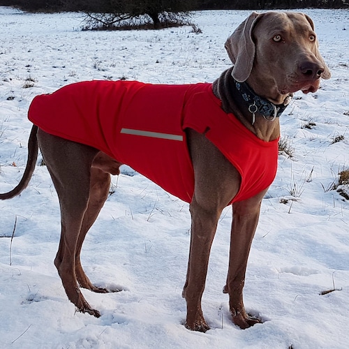 Weimaraner Coat Custom Made Dog Raincoat Dog Jacket Etsy