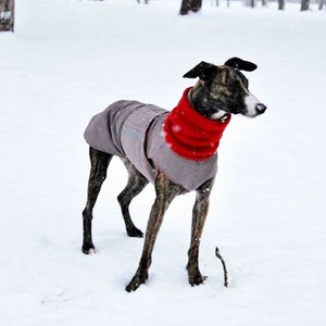 May include: A grey dog wearing a red and grey winter coat stands in the snow. The dog is looking to the right of the frame.