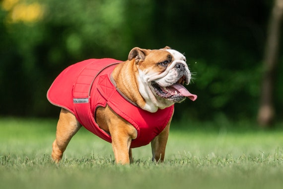Manteau pour bouledogue anglais sale