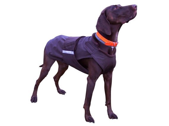 german shorthaired pointer winter coats