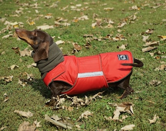 Dachshund Winter Dog Coat With Full Belly Cover and Neck Warmer