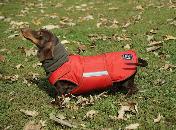 DACHSHUND WATERPROOF SUIT WITH STOMACH CHEST & LEG PROTECTION 