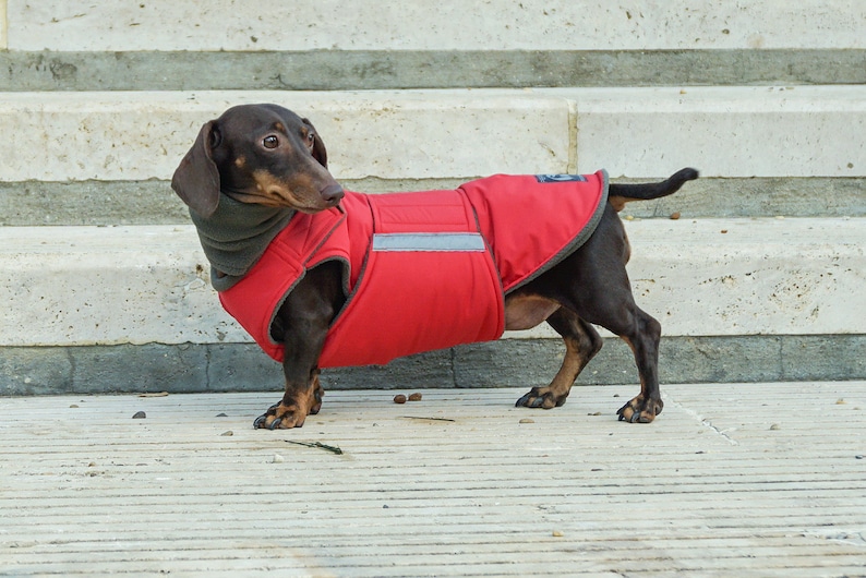 Dachshund Winter Dog Coat With Full Belly Cover and Neck Etsy UK