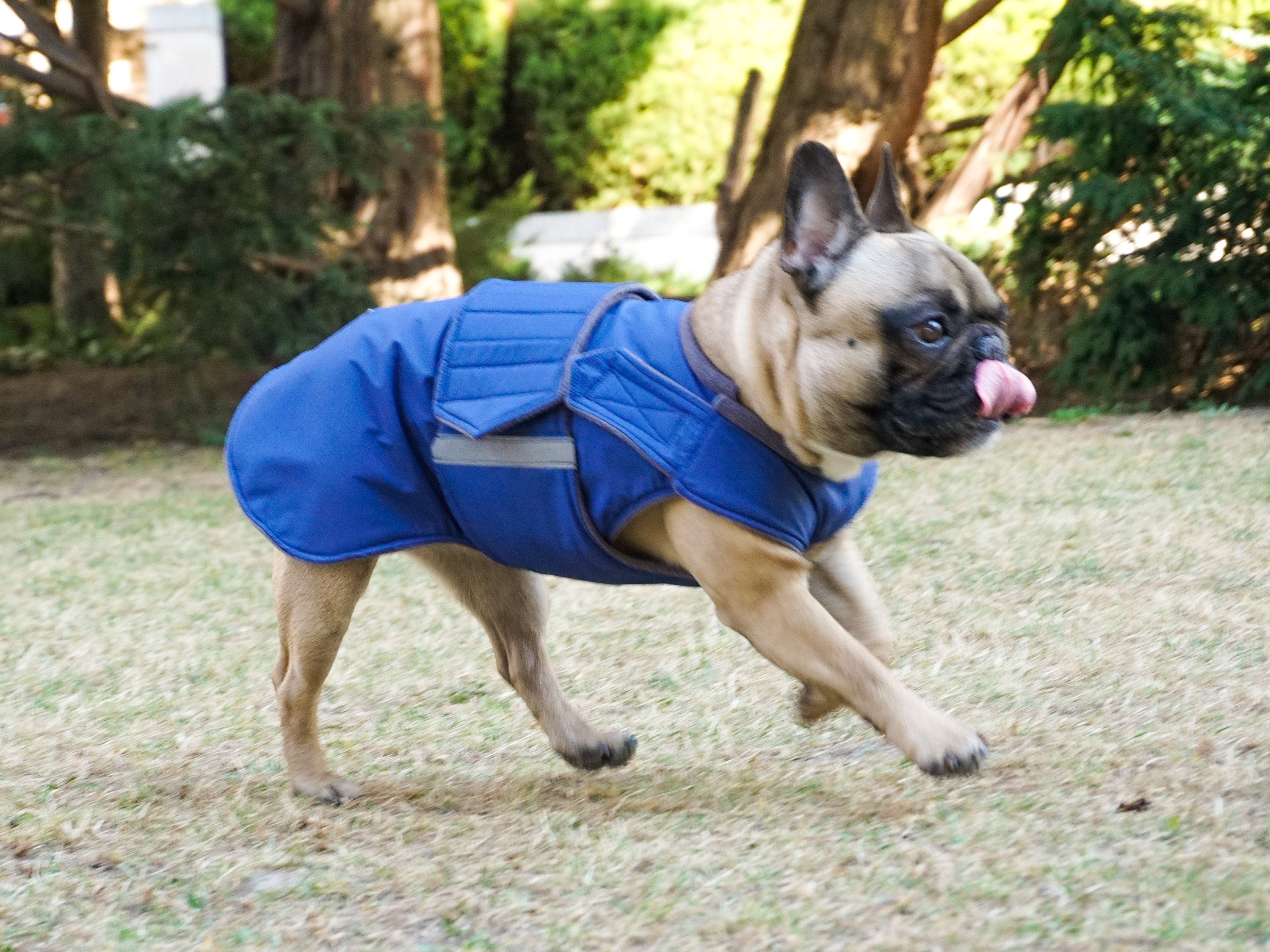 French Bulldog Winter Coat With Underbelly Protection – Waterproof