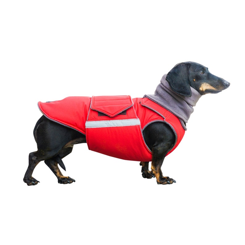 Dachshund Dog Coat Extra Warm Winter Dog Jacket with underbelly protection and neck warmer Waterproof outer with fleece Custom made image 2