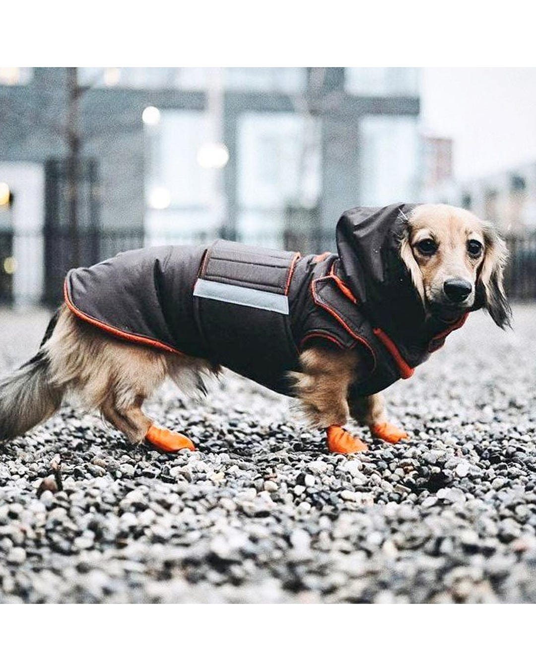 Dachshund Dog Raincoat With Hood and Neck Warmer Brown
