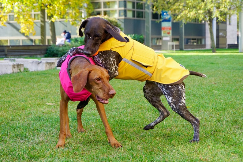 Pointer Winter Hundemantel Hundejacke mit Unterbauchschutz Maßgefertigte Hunde Regenjacke Wasserdicht / Fleece Maßgeschneidert für Ihren Hund Bild 4