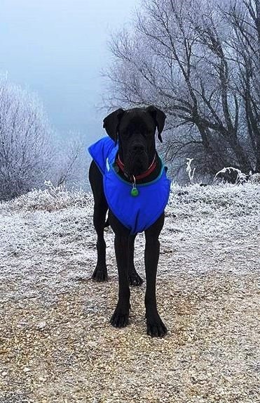 Great dane winter jacket sale