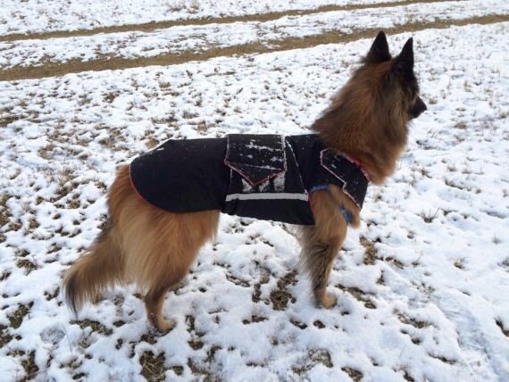 german shepherd raincoat
