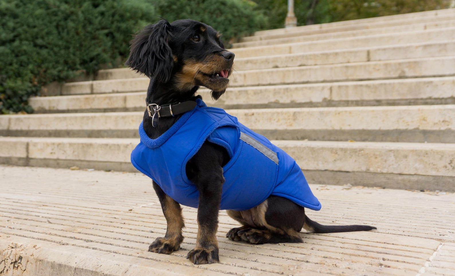 Winter Dog Jacket Extra Warm Dog Coat Custom Dog Coat Etsy