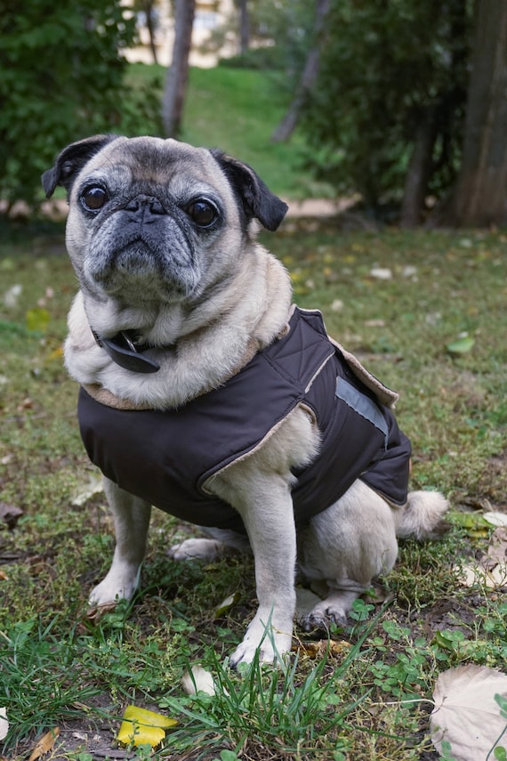 pug winter coat
