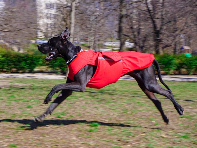 Great Dane Winter Dog Coat Dog Jacket With Underbelly Etsy