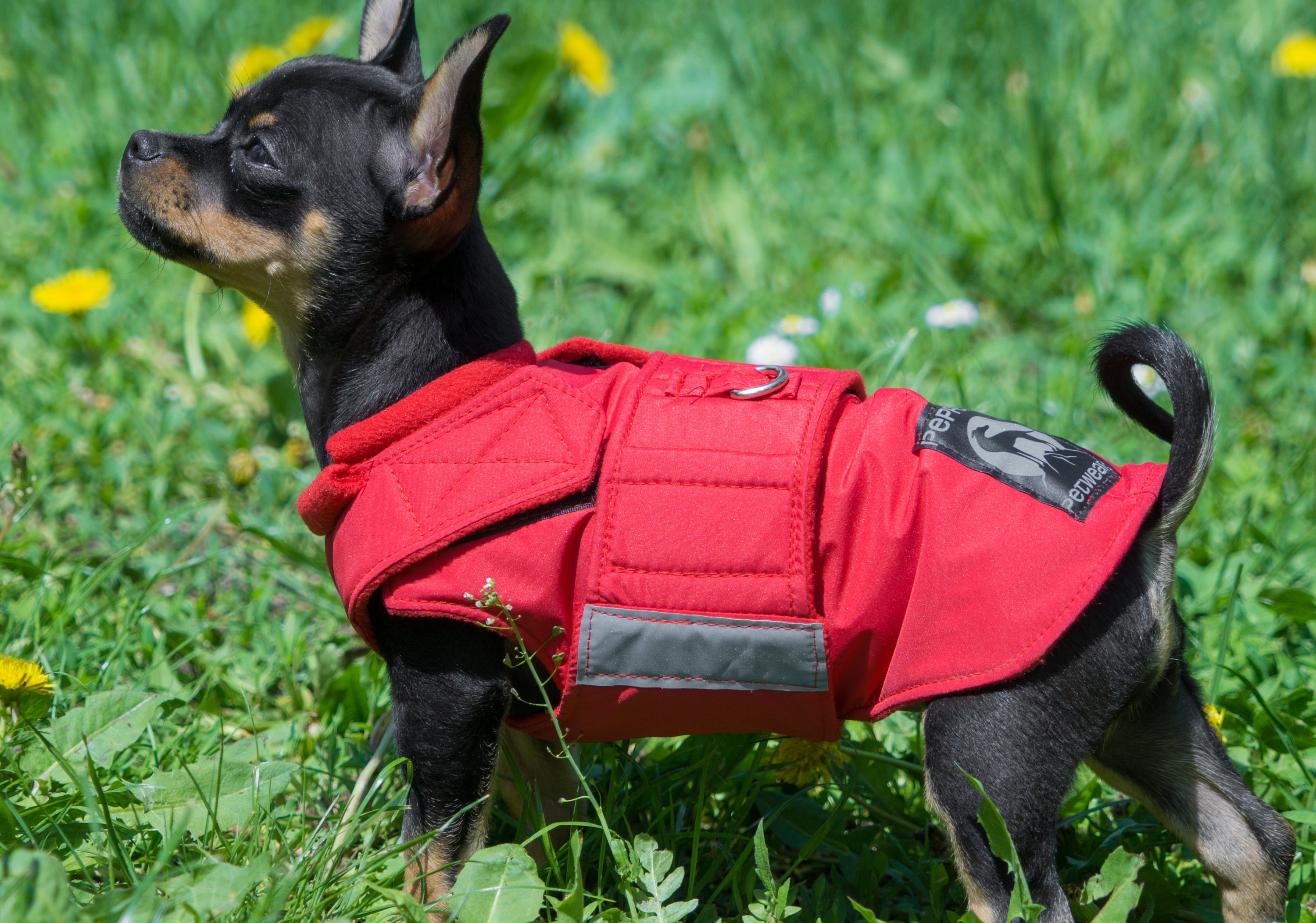 Waterproof chihuahua coat top