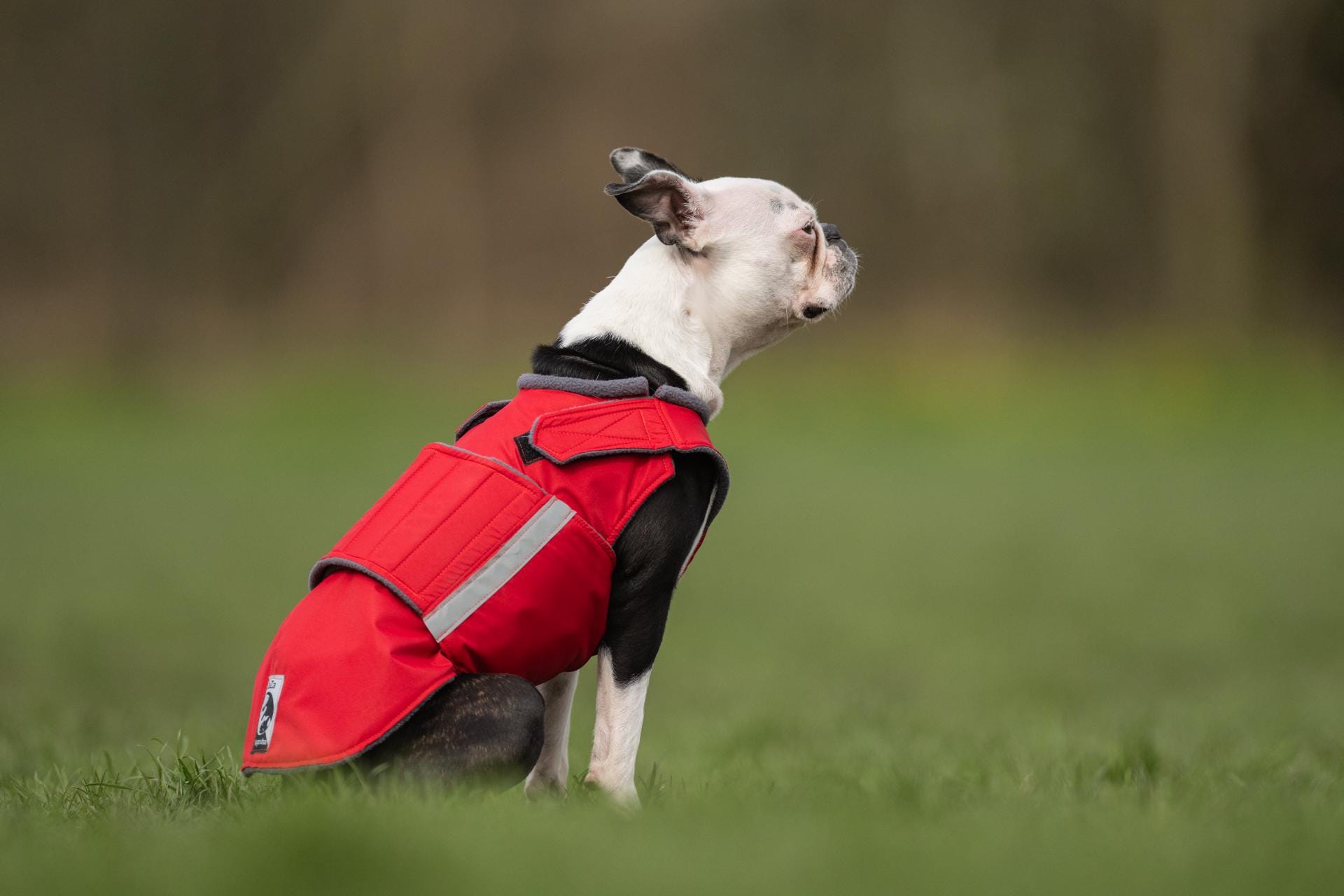 Dog coats for boston terriers discount