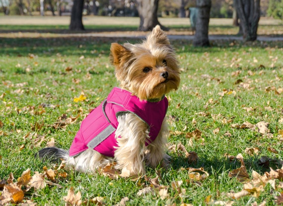 Red Paw Yorkshire Terrier Jacket