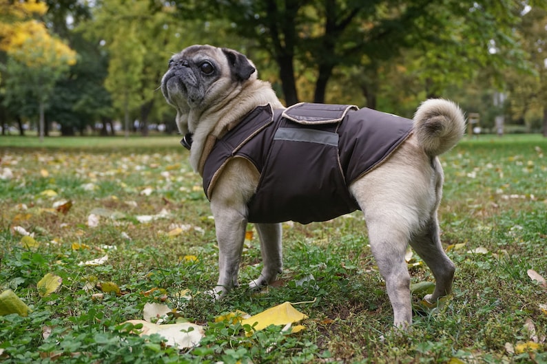 Dog jacket with full belly cover Waterproof Winter coat Pug Winter Dog Coat Custom made for your dog Pug jacket
